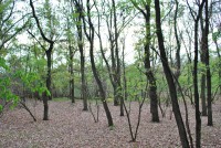 /album/kurta-kratina-pr/dsc-0138-jpg1/