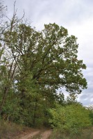 /album/kurta-kratina-pr/dsc-0124-jpg/