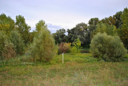 Fűz-nyár ligeterdő